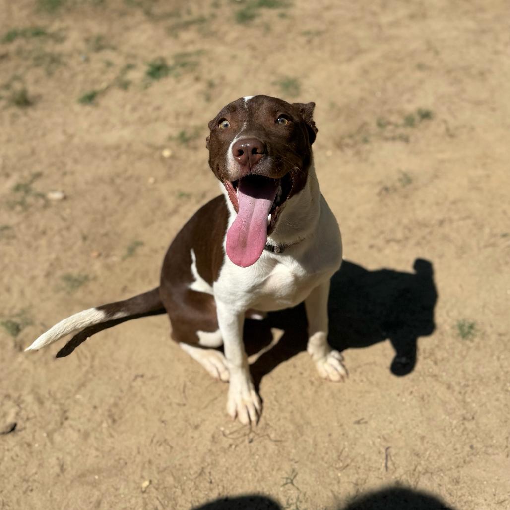 Enlarge Nacho Fries, a Adoptable Mixed Breed in Binghamton, NY image 6/6