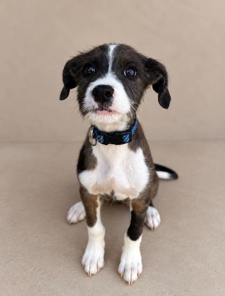 Enlarge Lincoln, a Adoptable mixed breed in Statesboro, GA image 1/3