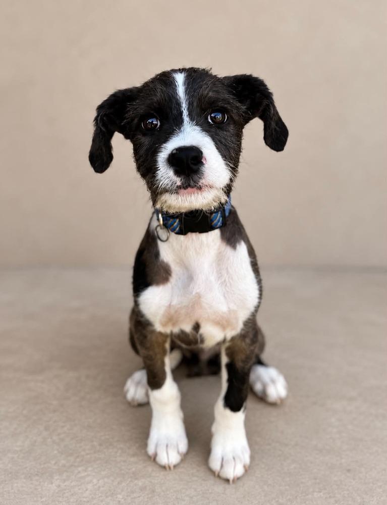 Enlarge Lincoln, a Adoptable mixed breed in Statesboro, GA image 2/3