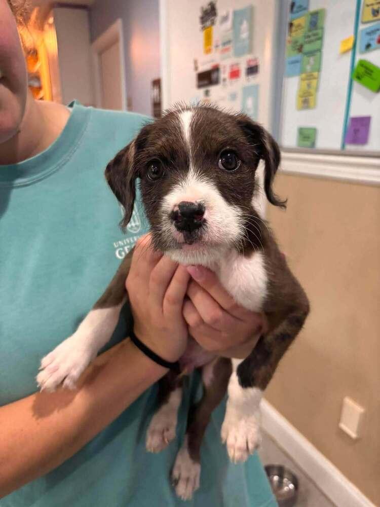 Enlarge Lincoln, a Adoptable mixed breed in Statesboro, GA image 3/3