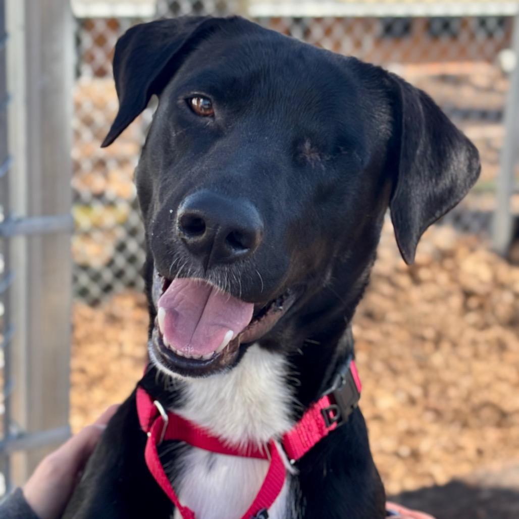 Dodger, Adoptable, Adult Male Labrador Retriever.