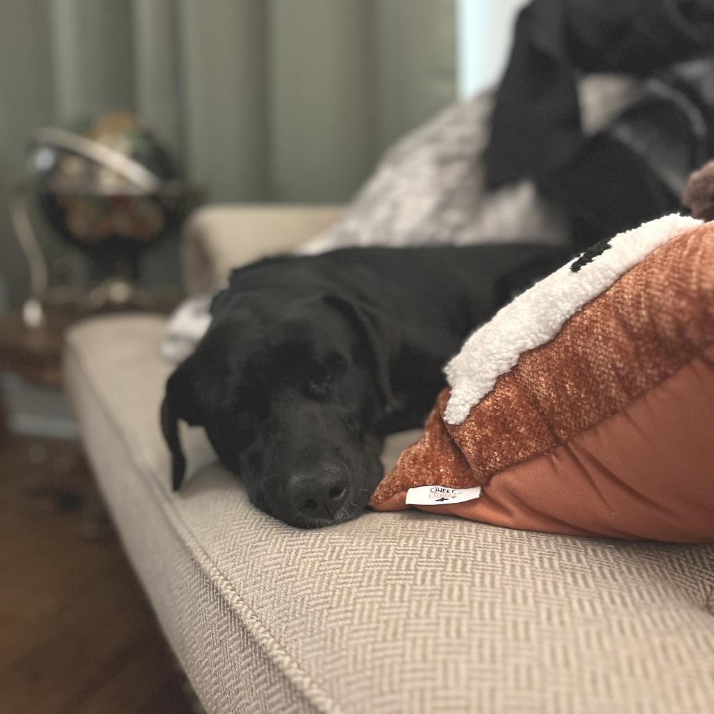 Dodger, Adoptable, Adult Male Labrador Retriever.