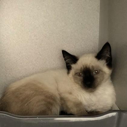 Baby Dollie, adopted, Kitten Female Domestic Short Hair & Siamese.