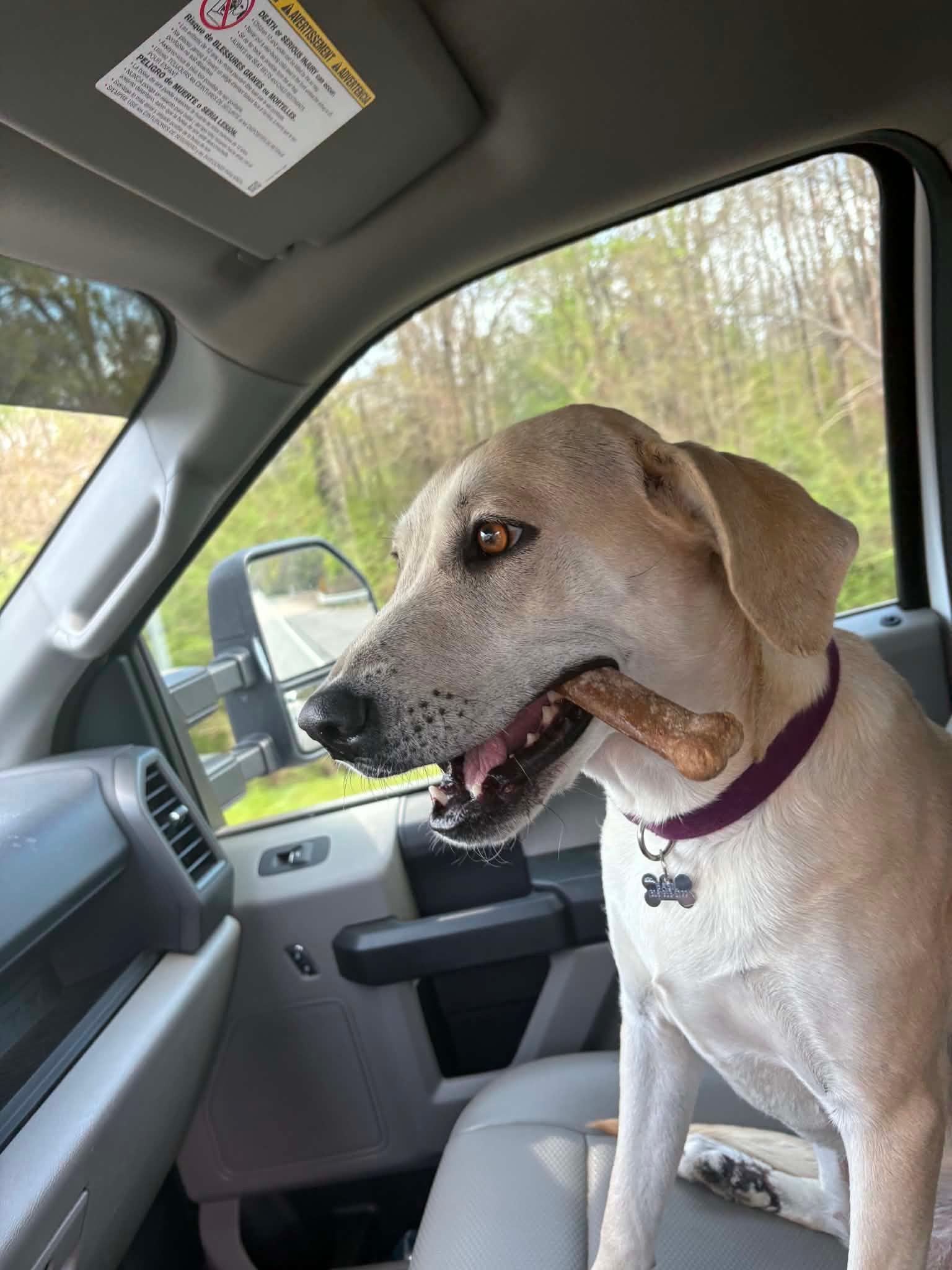 Bailey, ADOPTABLE, Young Female Yellow Labrador Retriever.
