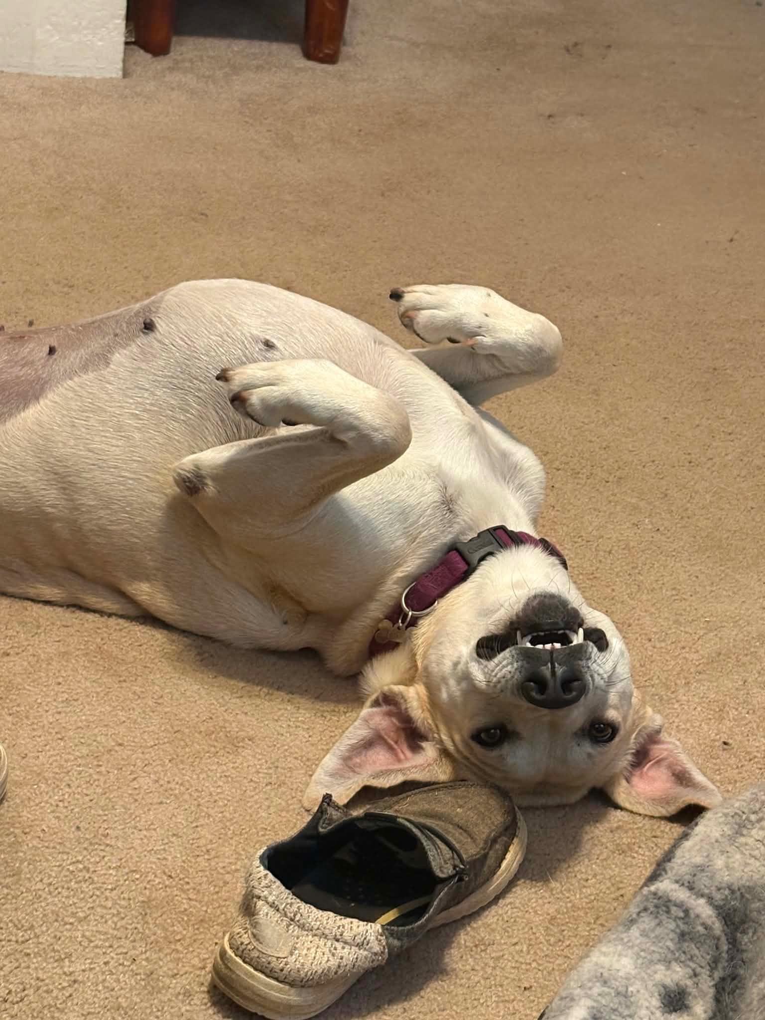Enlarge Bailey, a ADOPTABLE Yellow Labrador Retriever in Willington, CT image 4/6