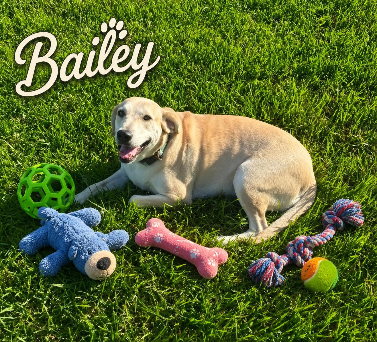 Enlarge Bailey, a ADOPTABLE Yellow Labrador Retriever in Willington, CT image 2/6