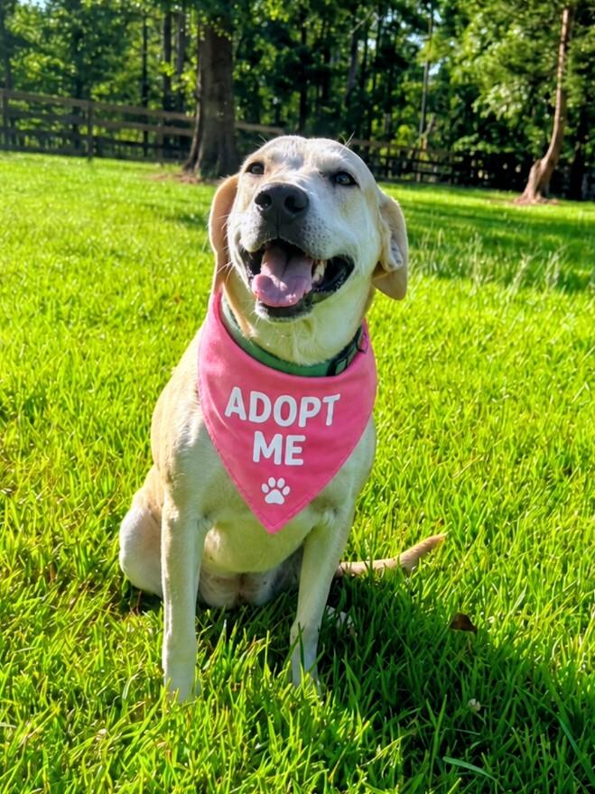 Enlarge Bailey, a ADOPTABLE Yellow Labrador Retriever in Willington, CT image 3/6