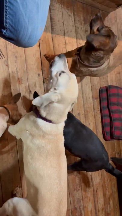 Enlarge Bailey, a ADOPTABLE Yellow Labrador Retriever in Willington, CT video 6/6