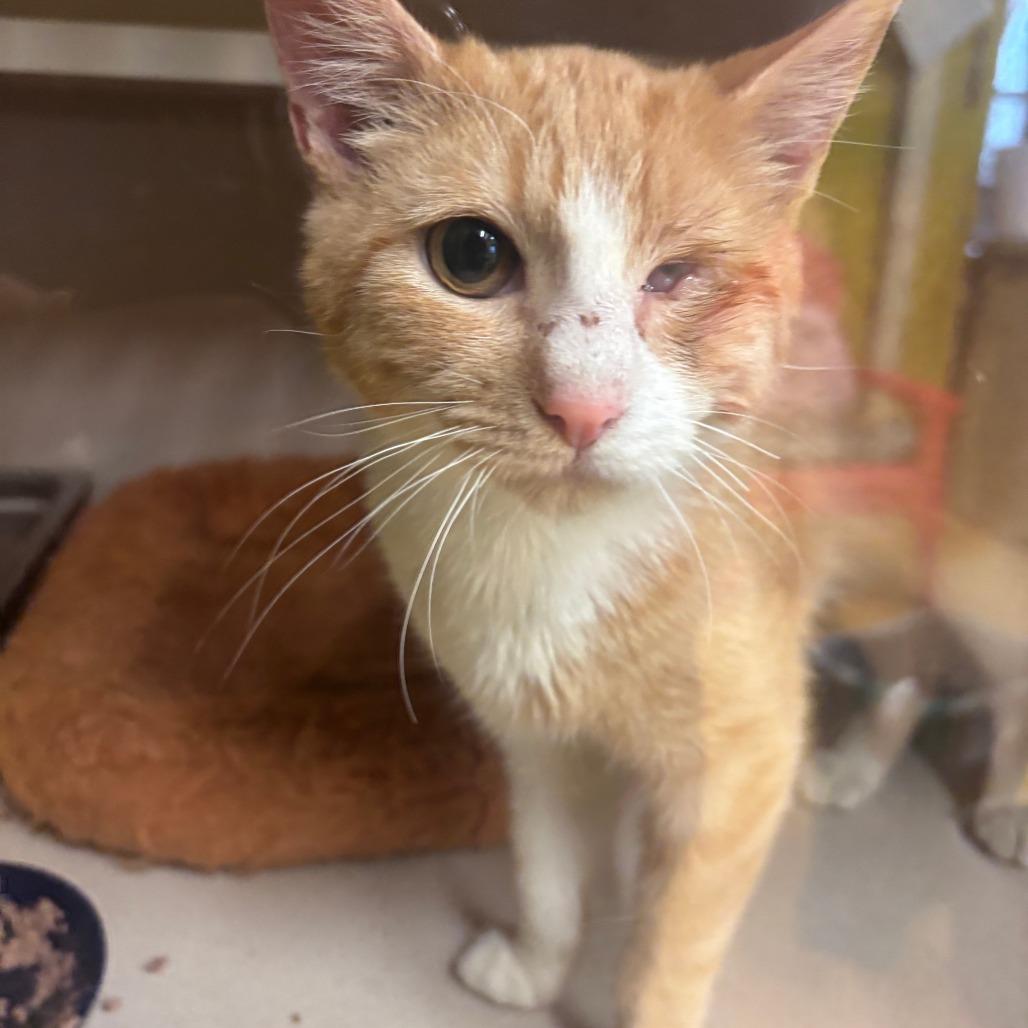 Jax, Young Male Domestic Short Hair