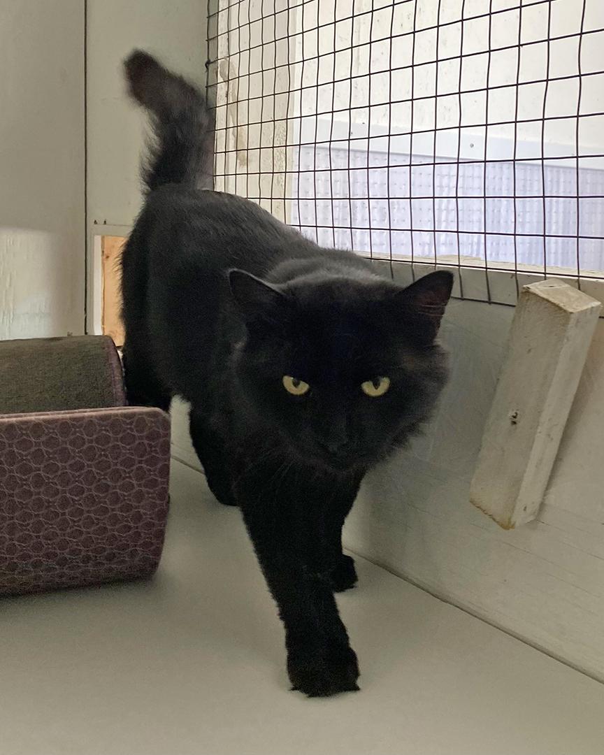 Enlarge Eros, an adoptable Domestic Medium Hair in Stanstead, QC image 3/6