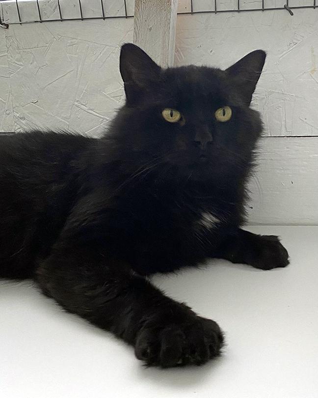 Eros, adoptable, Adult Male Domestic Medium Hair.