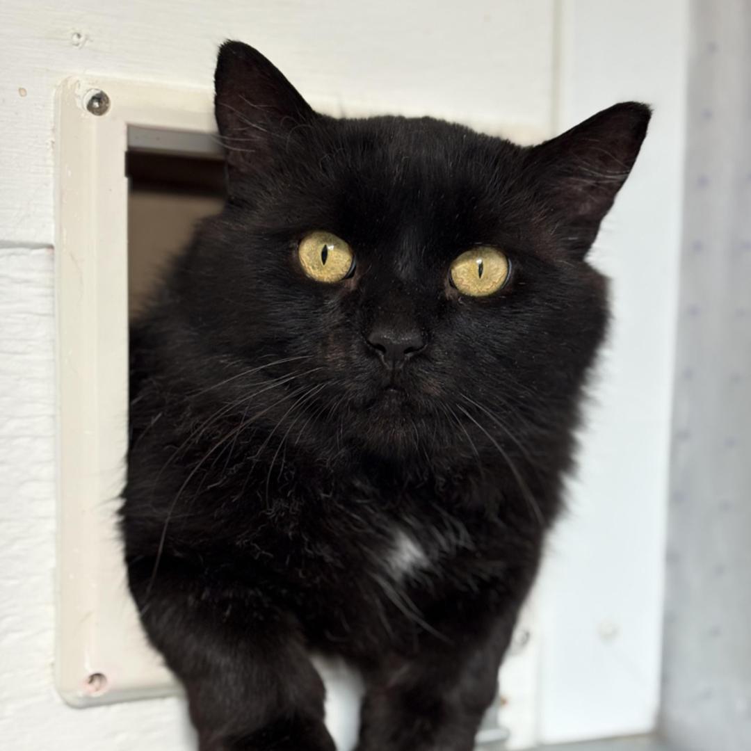 Enlarge Eros, an adoptable Domestic Medium Hair in Stanstead, QC image 2/6