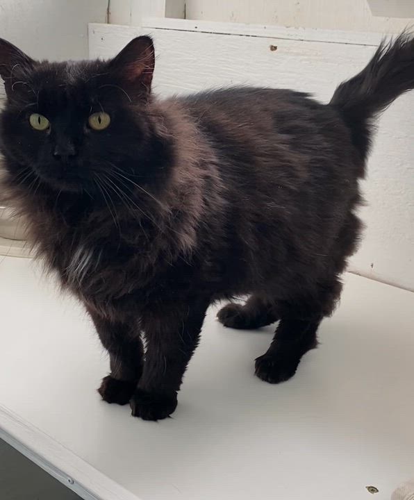 Enlarge Eros, an adoptable Domestic Medium Hair in Stanstead, QC video 5/6