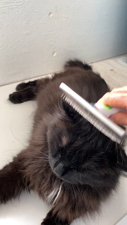 Enlarge Eros, an adoptable Domestic Medium Hair in Stanstead, QC video 6/6