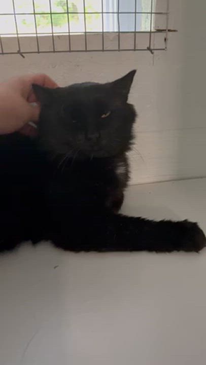 Enlarge Eros, an adoptable Domestic Medium Hair in Stanstead, QC video 4/6
