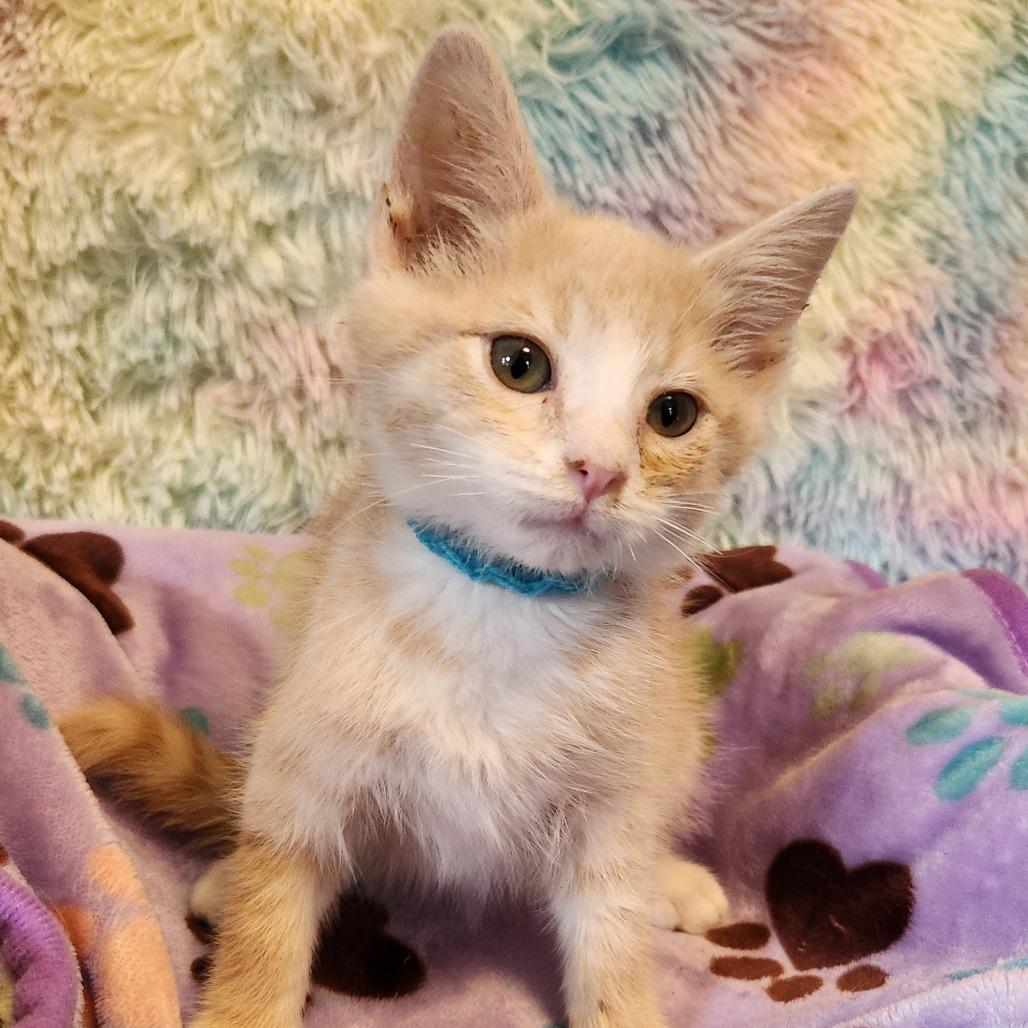 Enlarge Buddy - Located in Parsonsburg, MD, a Adoptable Domestic Short Hair in Alexandria, VA image 1/1