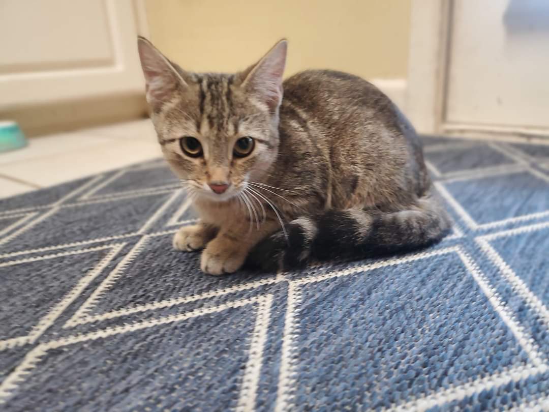 Logan, an adopted Domestic Short Hair in Jxn, MS_image-1
