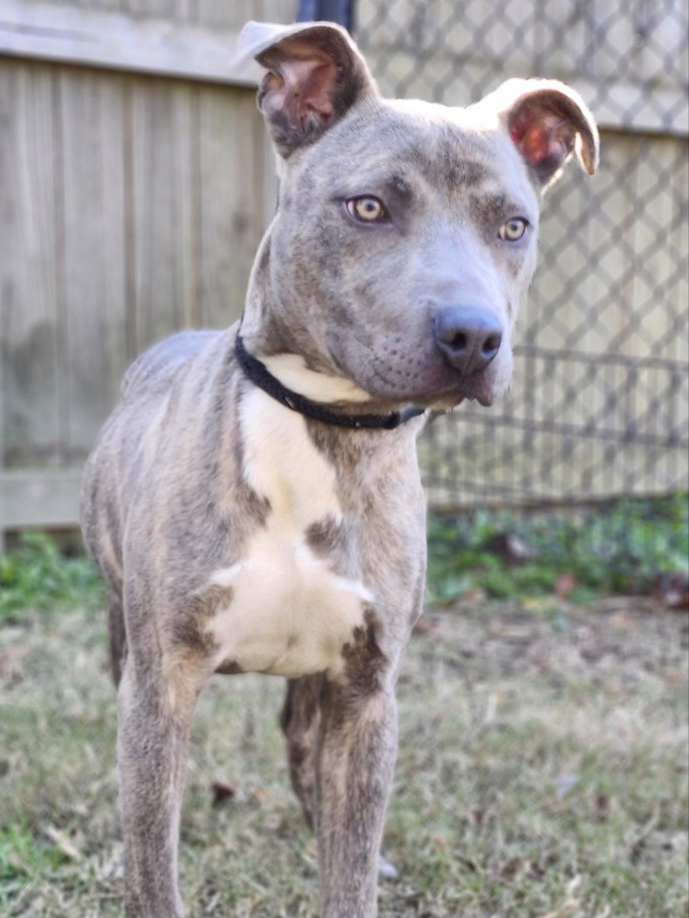 Ken, a Adoptable mixed breed in Charlotte, NC image 5/6