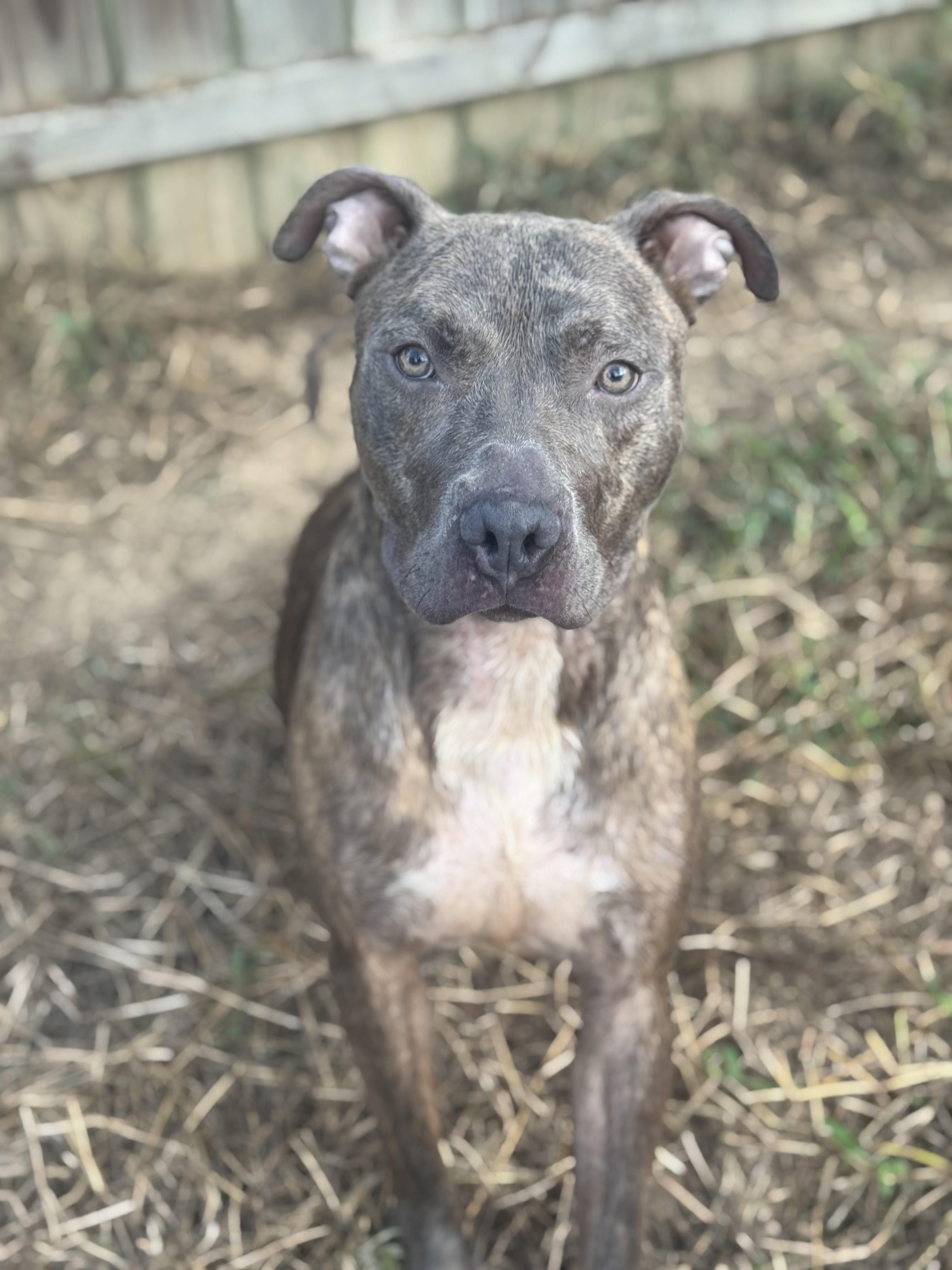 Ken, Adoptable, Young Male Pit Bull Terrier.
