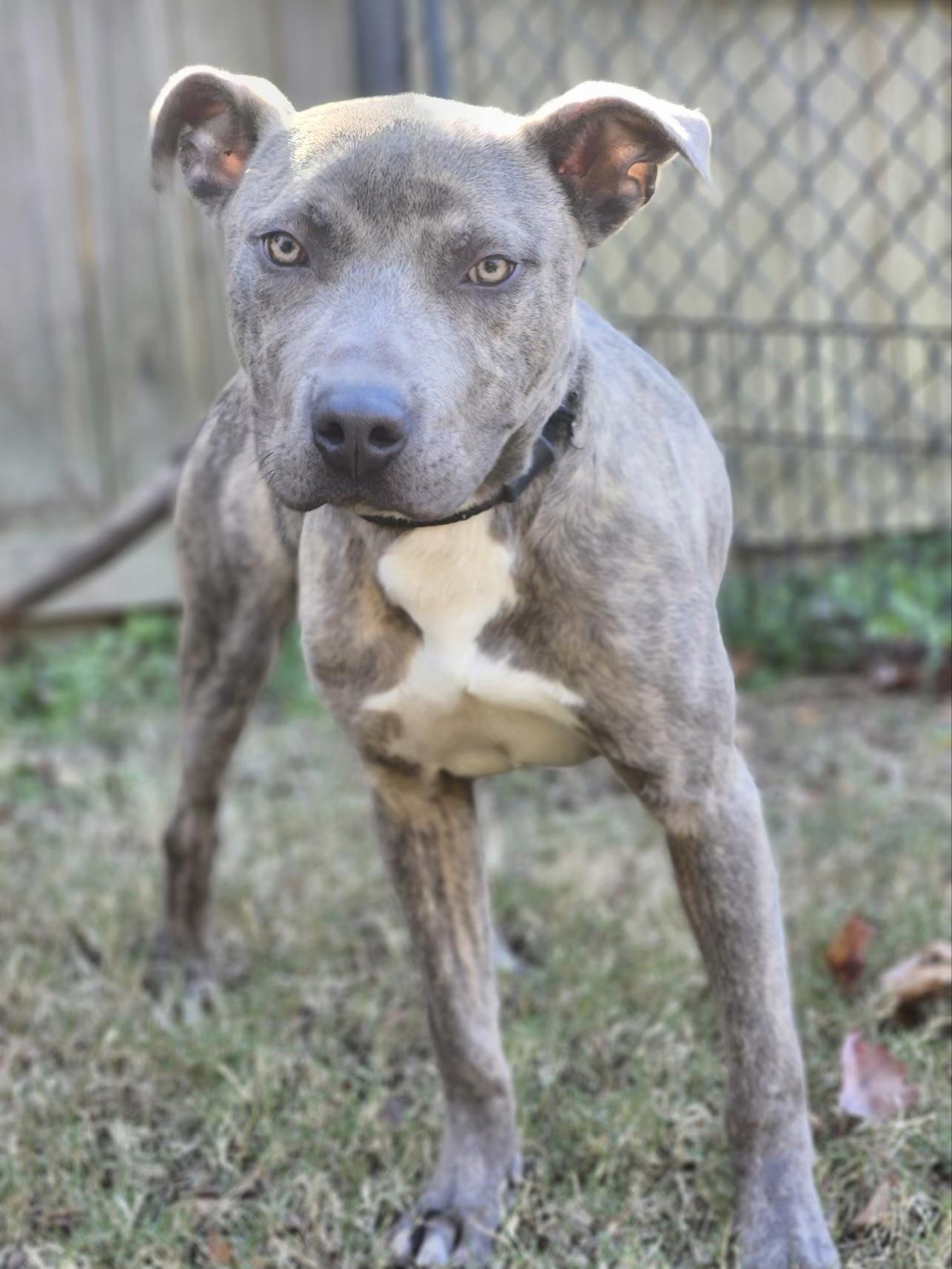 Ken, a Adoptable mixed breed in Charlotte, NC image 3/6