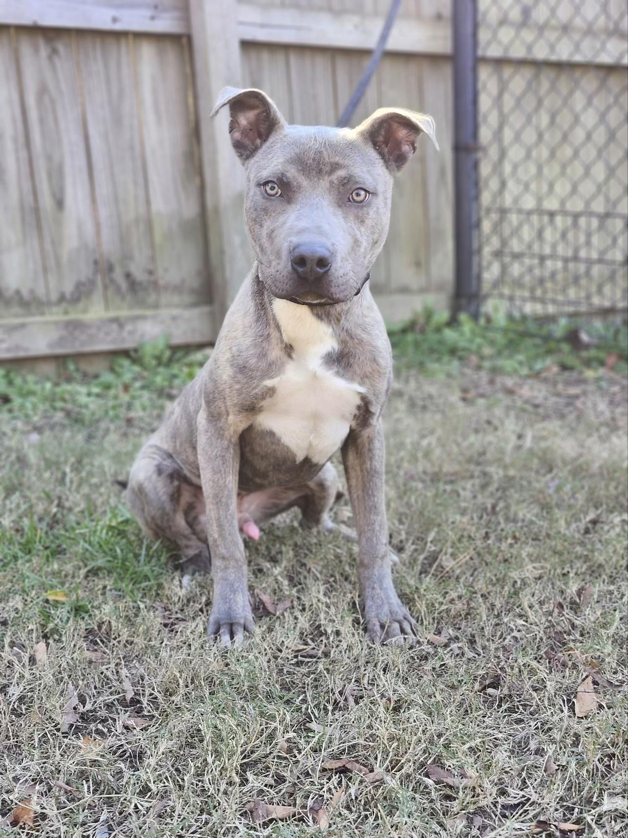 Ken, a Adoptable mixed breed in Charlotte, NC image 6/6