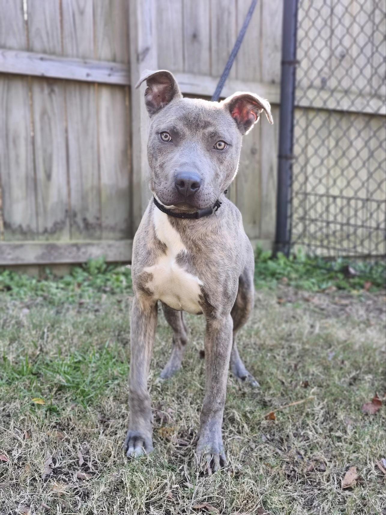 Ken, a Adoptable mixed breed in Charlotte, NC image 4/6