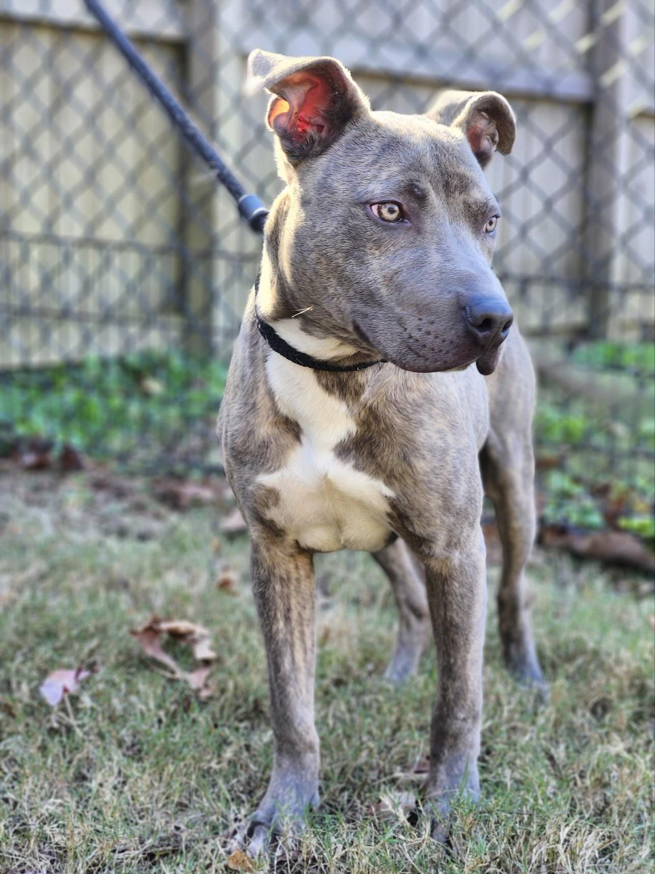 Ken, a Adoptable mixed breed in Charlotte, NC image 2/6