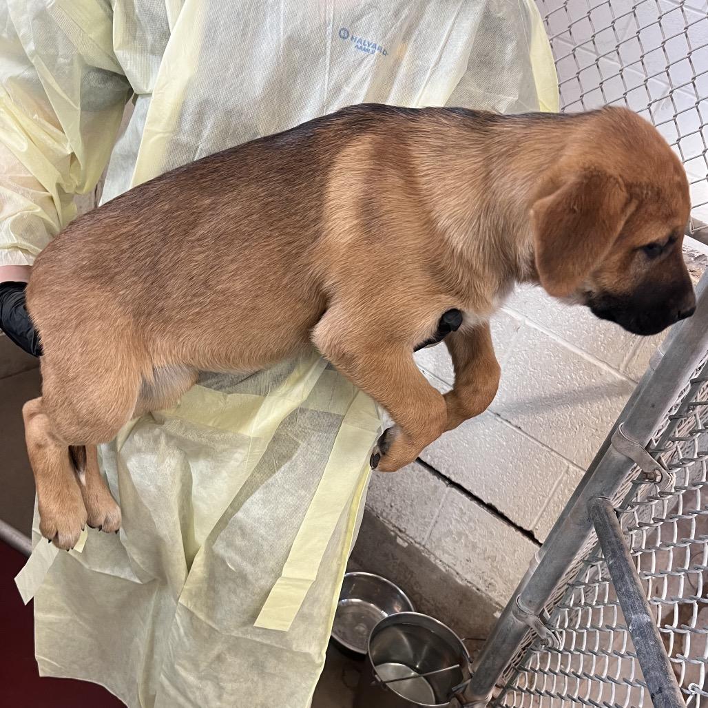 Leni, Adoptable, Puppy Female Shepherd.