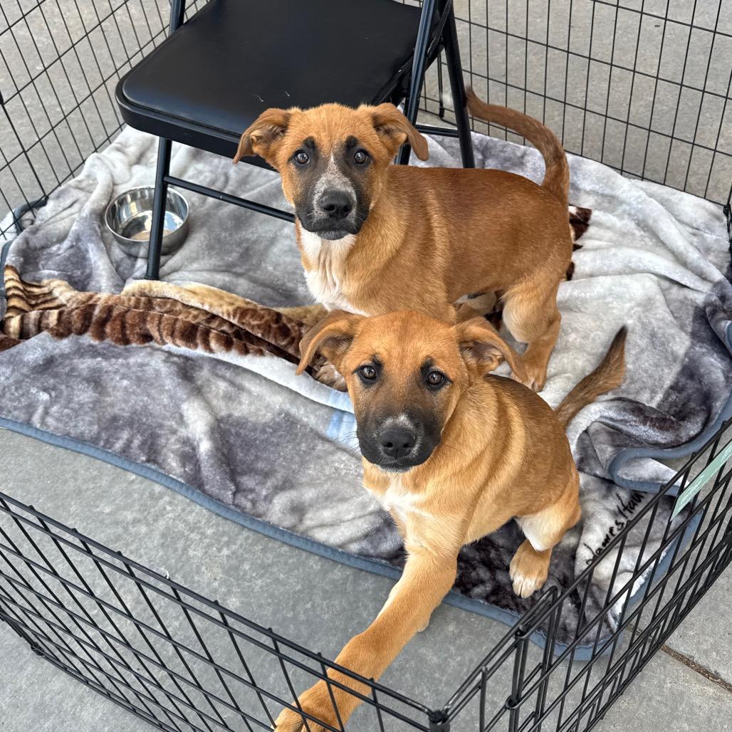 Enlarge Leni, a Adoptable mixed breed in Amarillo, TX image 2/6