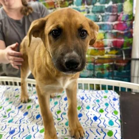 Enlarge Leni, a Adoptable mixed breed in Amarillo, TX image 3/6