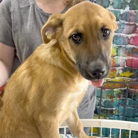 Enlarge Leni, a Adoptable mixed breed in Amarillo, TX image 4/6