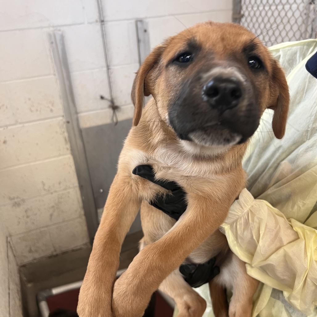 Enlarge Leni, a Adoptable mixed breed in Amarillo, TX image 5/6