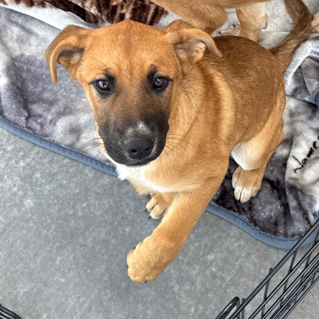 Enlarge Leni, a Adoptable mixed breed in Amarillo, TX image 6/6