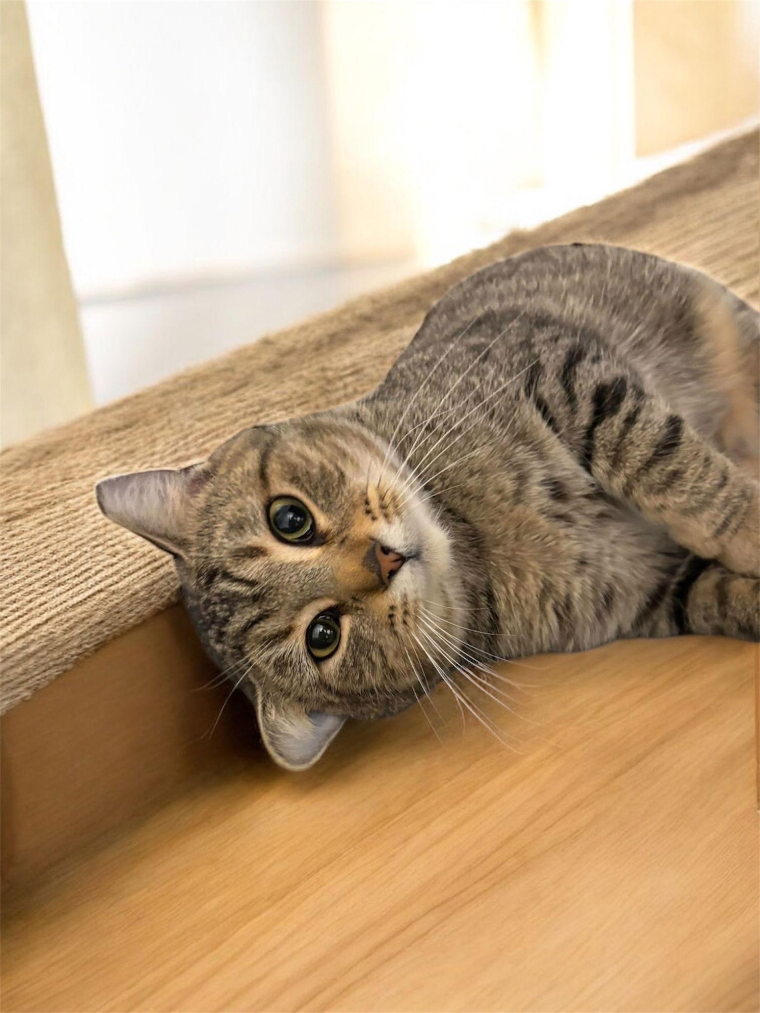 Enlarge Theo, a Adopted Domestic Short Hair in Champaign, IL image 1/2