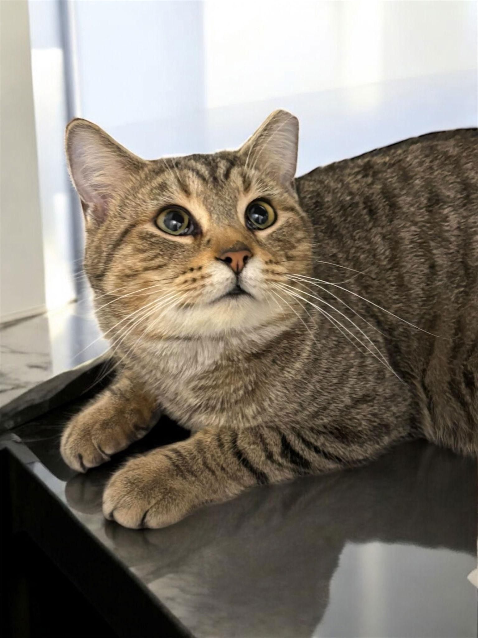 Enlarge Theo, a Adopted Domestic Short Hair in Champaign, IL image 2/2