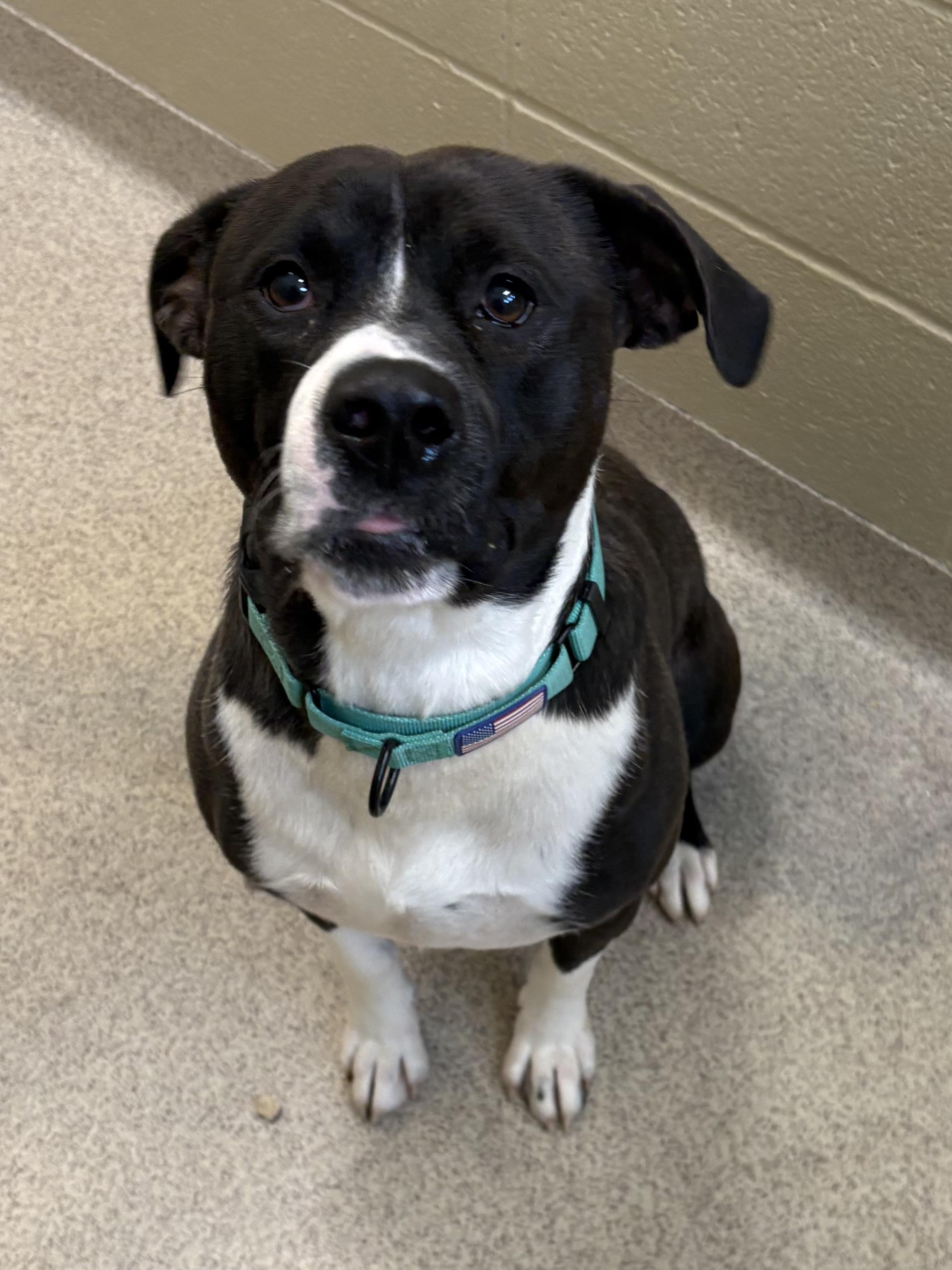 Enlarge Wally, a Adoptable mixed breed in Youngstown, OH image 5/5