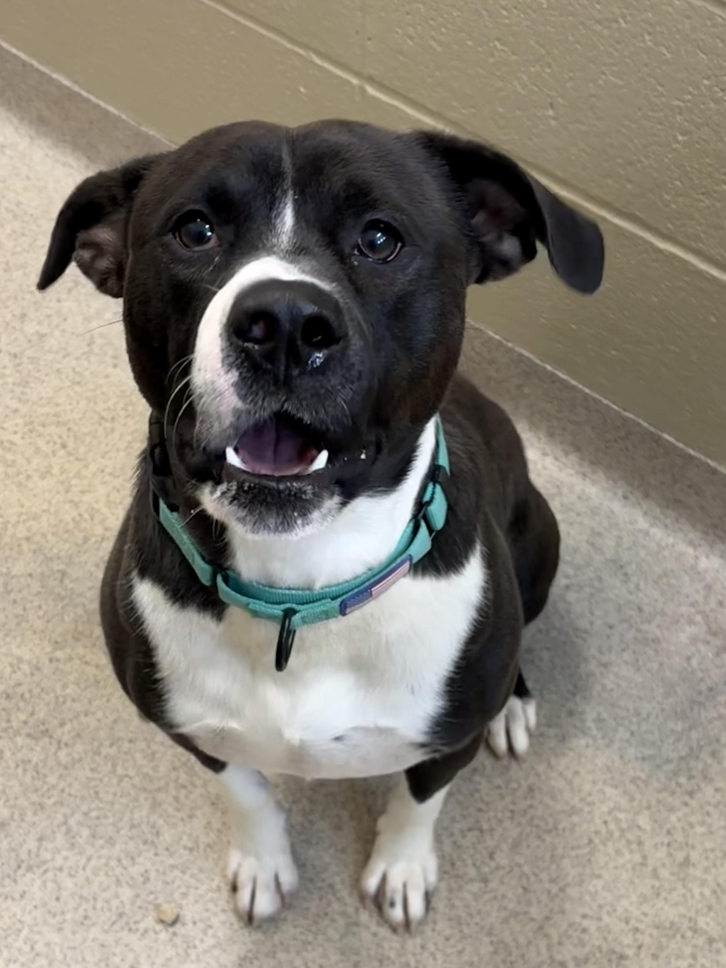 Enlarge Wally, a Adoptable mixed breed in Youngstown, OH image 4/5