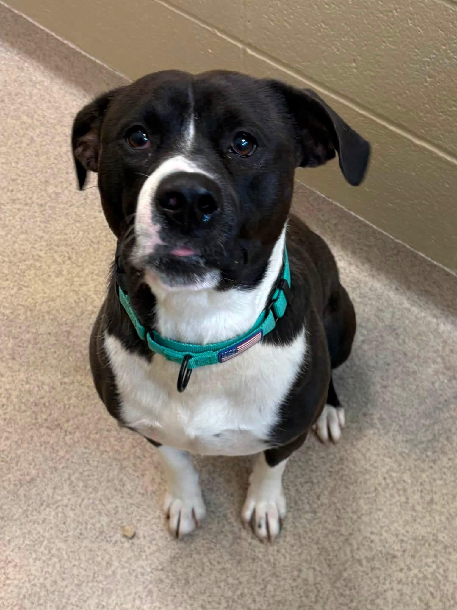 Enlarge Wally, a Adoptable mixed breed in Youngstown, OH image 1/5