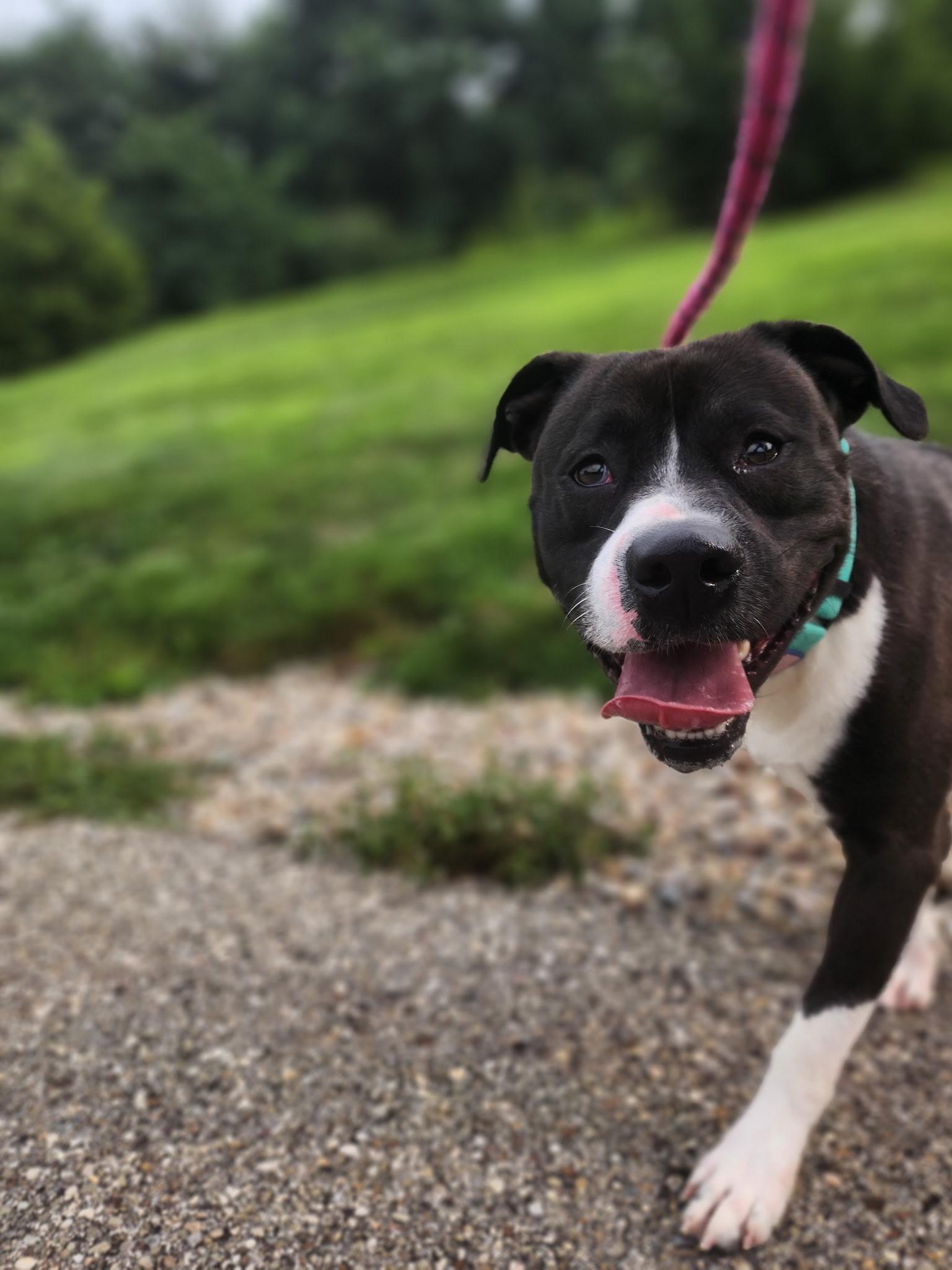 Enlarge Wally, a Adoptable mixed breed in Youngstown, OH image 3/5