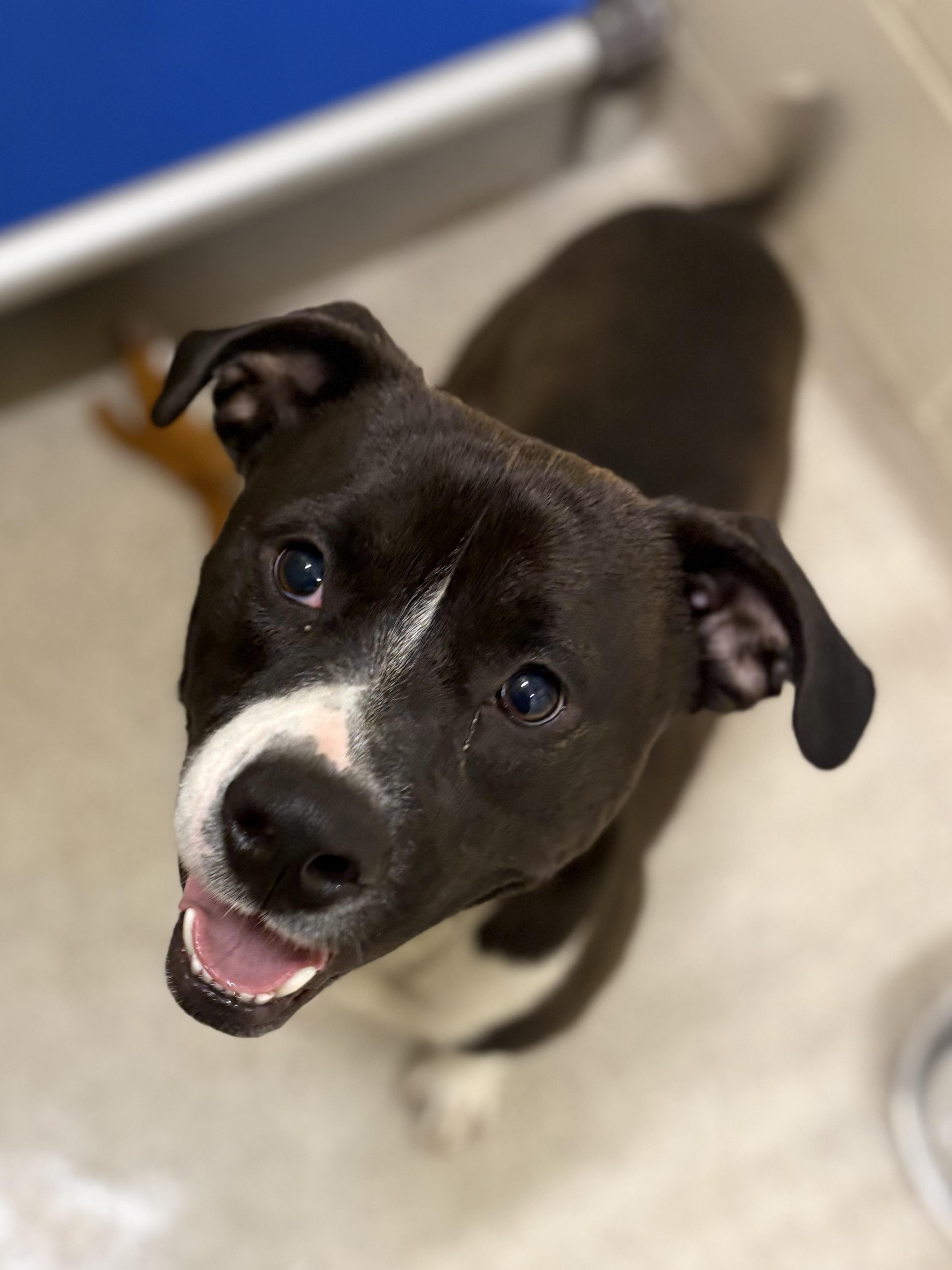 Enlarge Wally, a Adoptable mixed breed in Youngstown, OH image 2/5