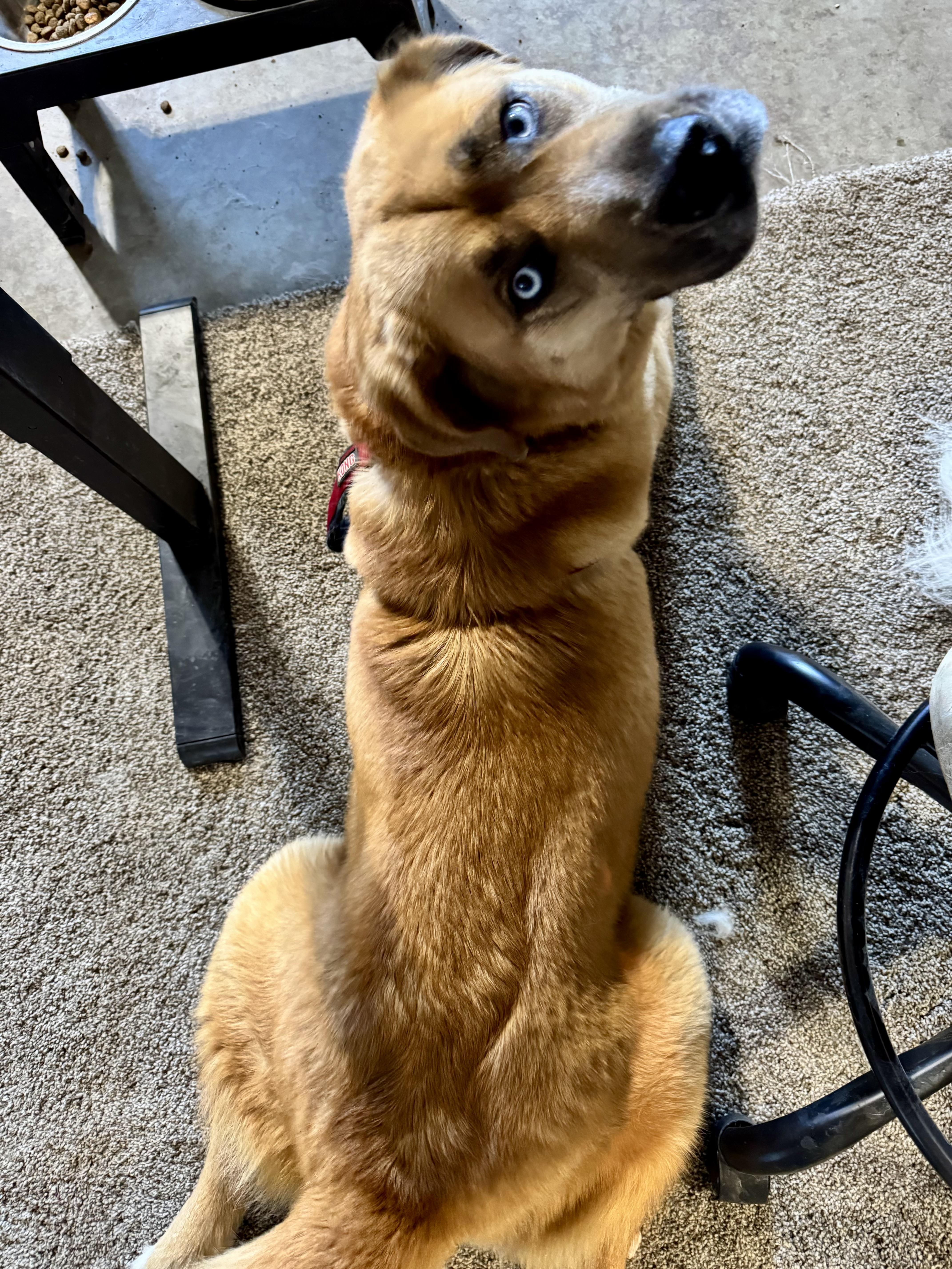 Enlarge Topaz, a Adoptable mixed breed in YALE, SD image 3/3
