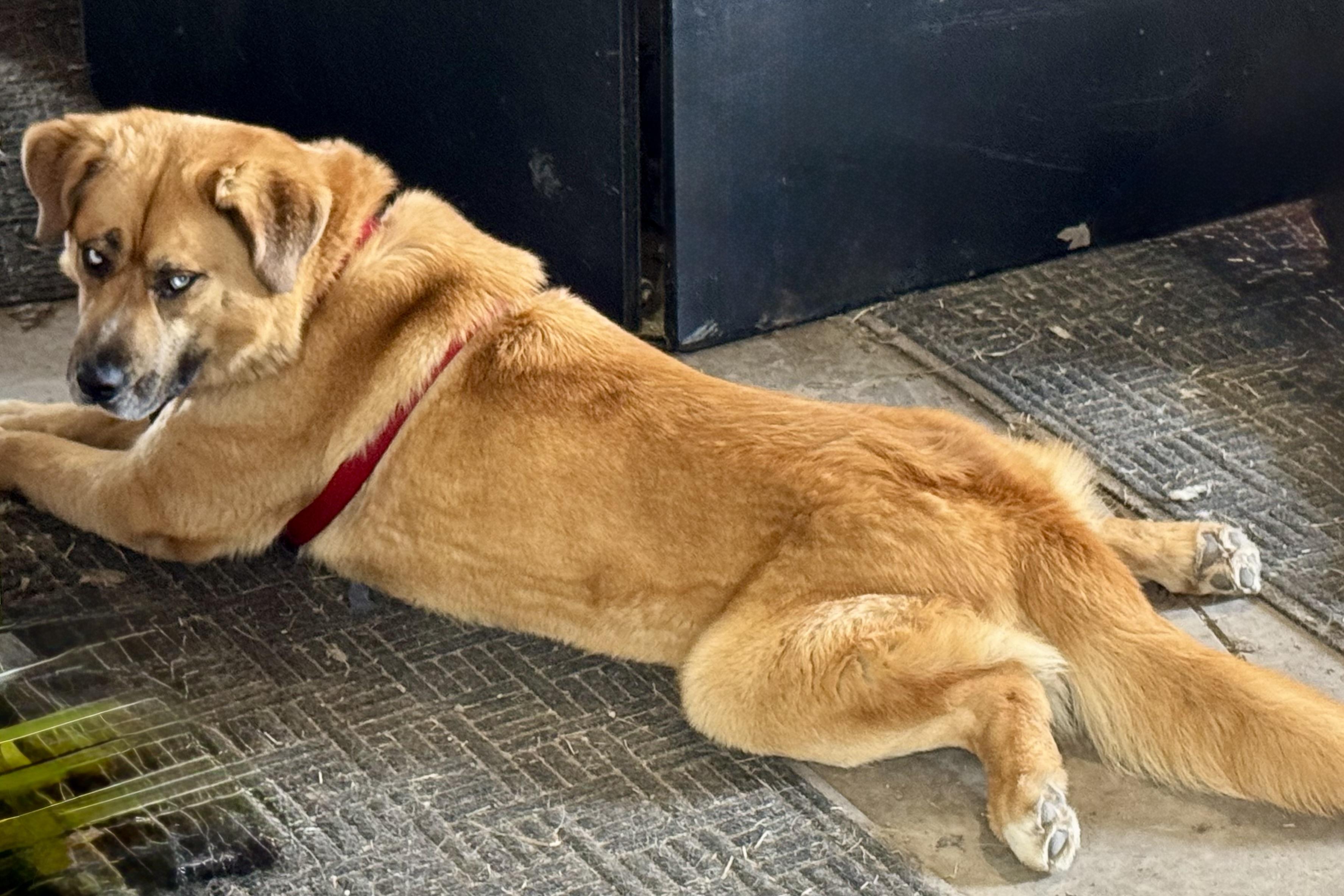 Enlarge Topaz, a Adoptable mixed breed in YALE, SD image 2/3