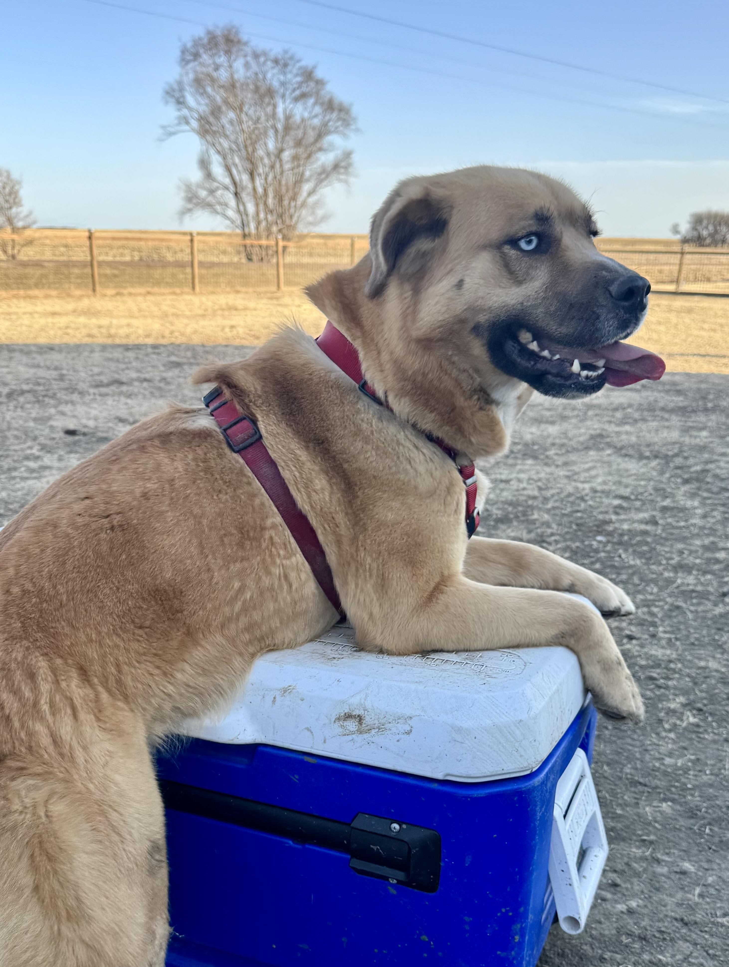 Enlarge Topaz, a Adoptable mixed breed in YALE, SD image 1/3