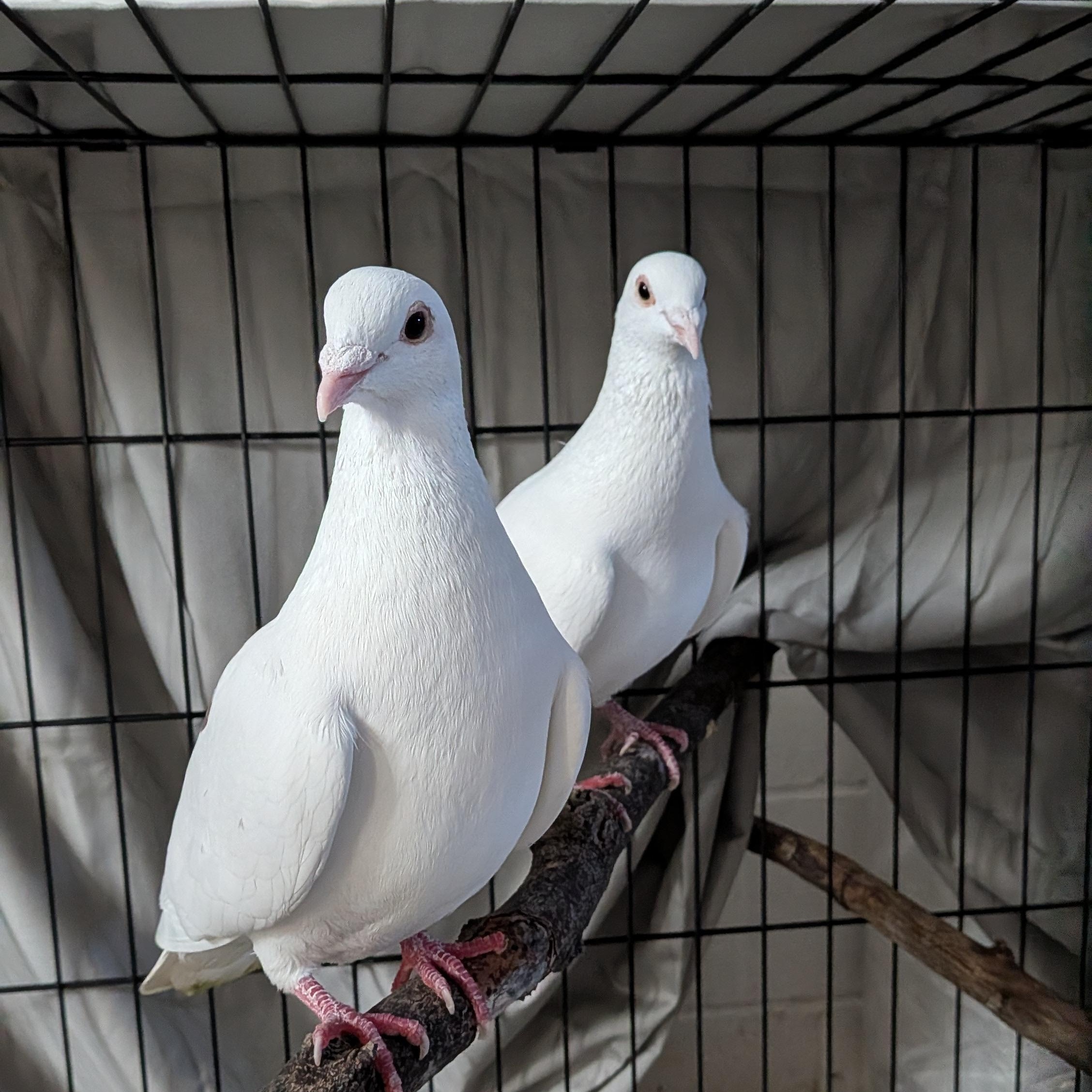 Enlarge Maraschino and Rainier, an adopted Pigeon in Vernon Center, MN image 2/2