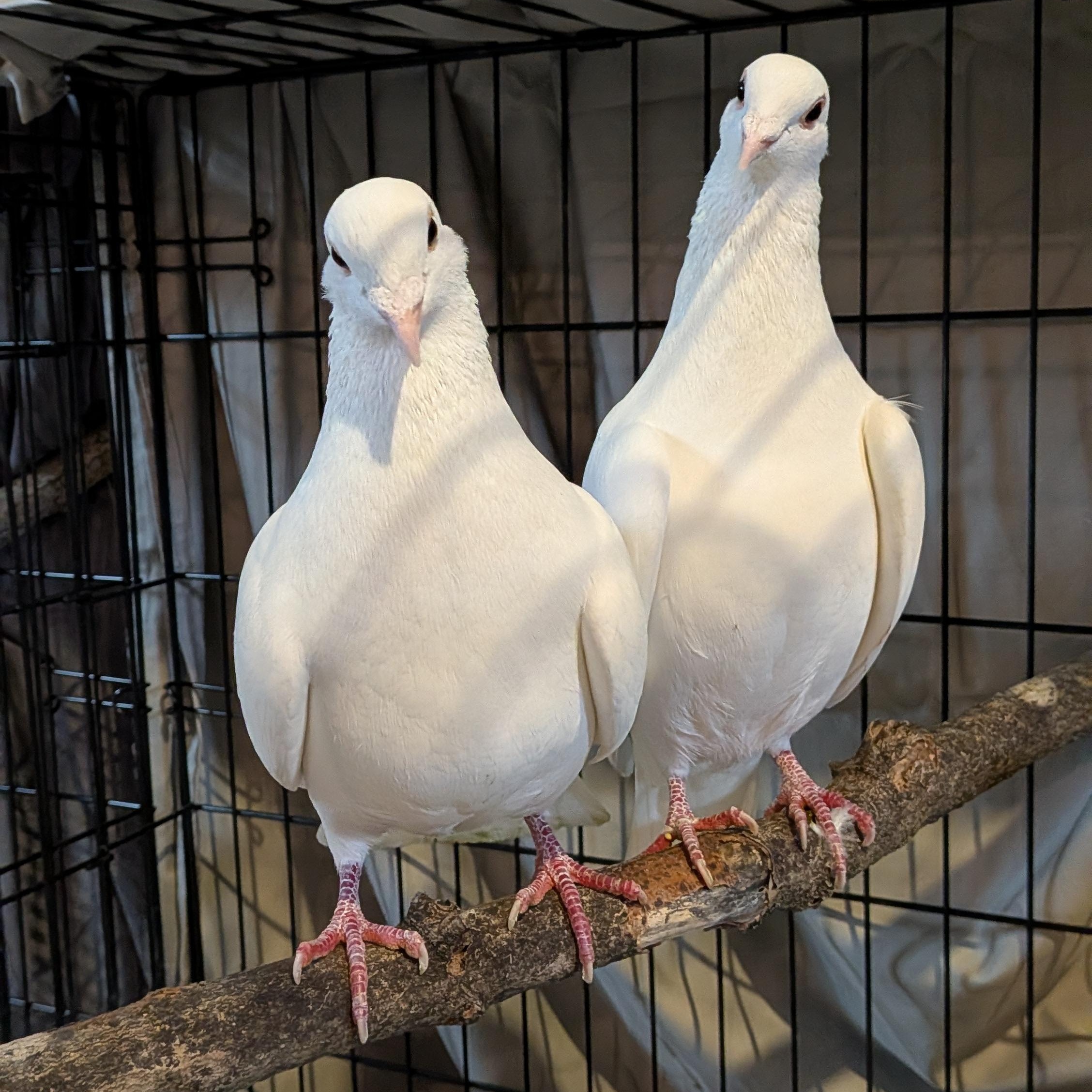 Enlarge Maraschino and Rainier, an adopted Pigeon in Vernon Center, MN image 1/2