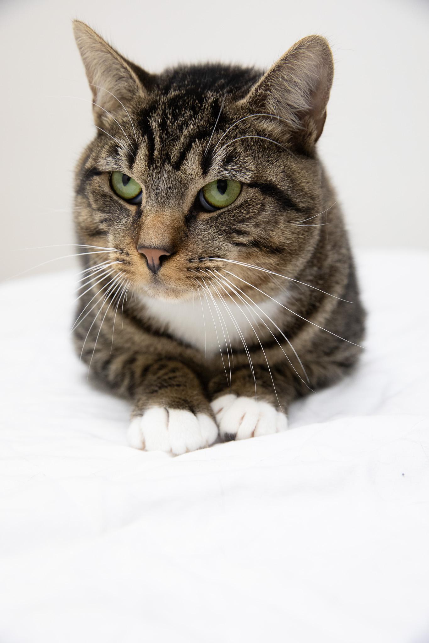 Enlarge Monchi, a ADOPTABLE Domestic Short Hair in Montclair, NJ image 4/6