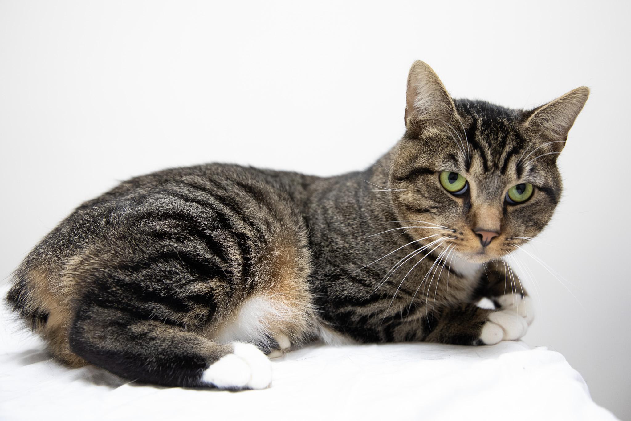 Enlarge Monchi, a ADOPTABLE Domestic Short Hair in Montclair, NJ image 6/6