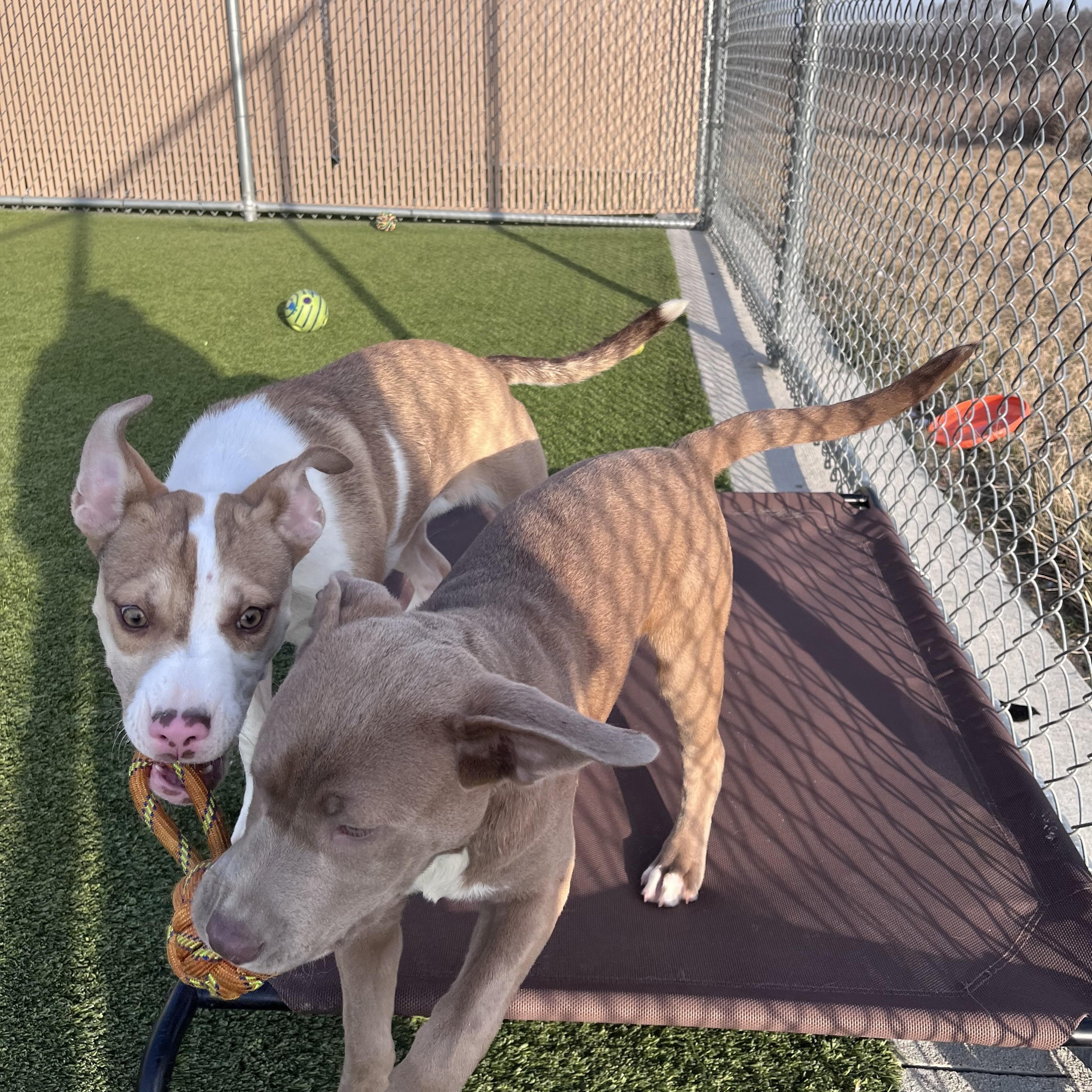 Enlarge Karma , a Adoptable mixed breed in Liberty, MO image 3/3