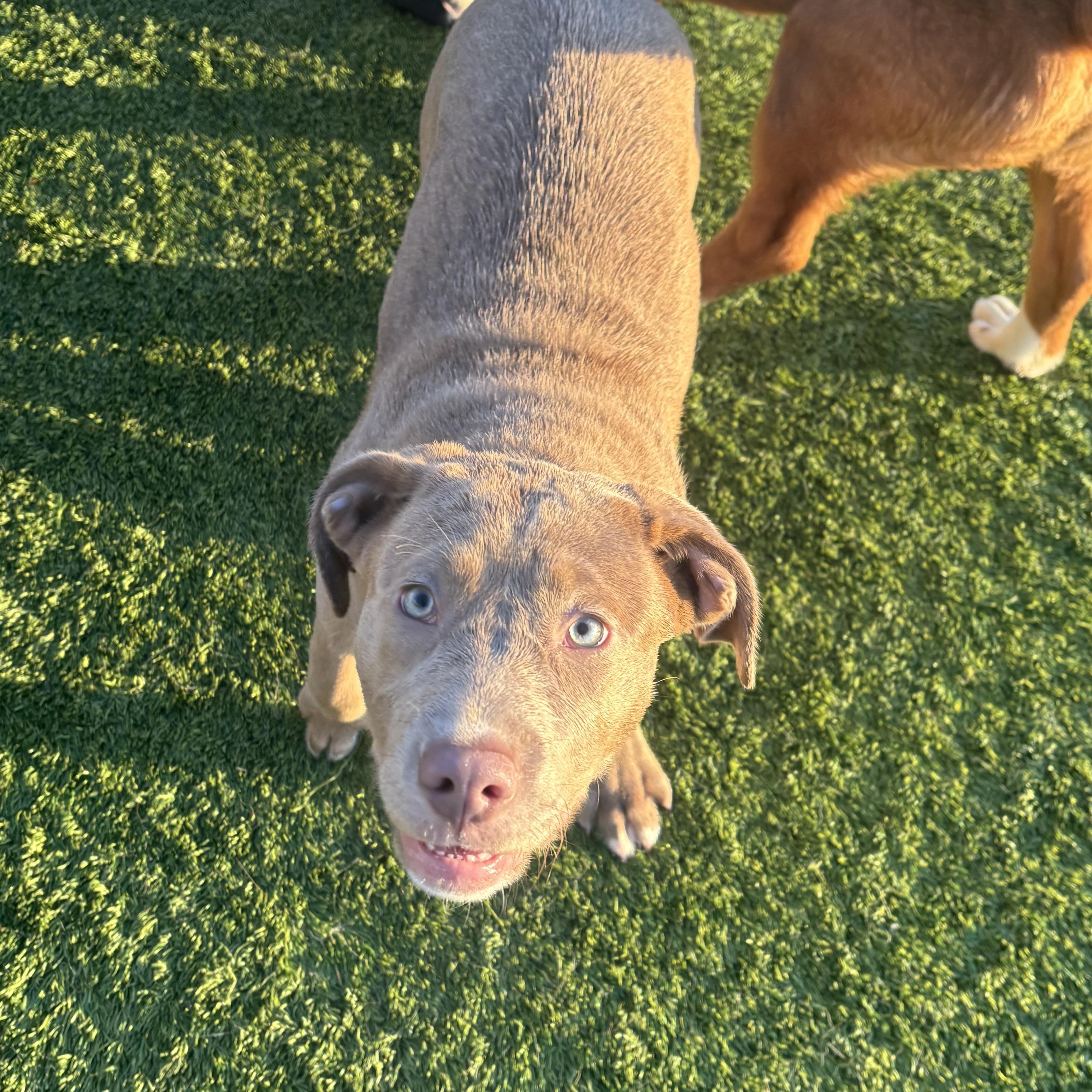 Karma , Adoptable, Puppy Female Chocolate Labrador Retriever & Pit Bull Terrier.