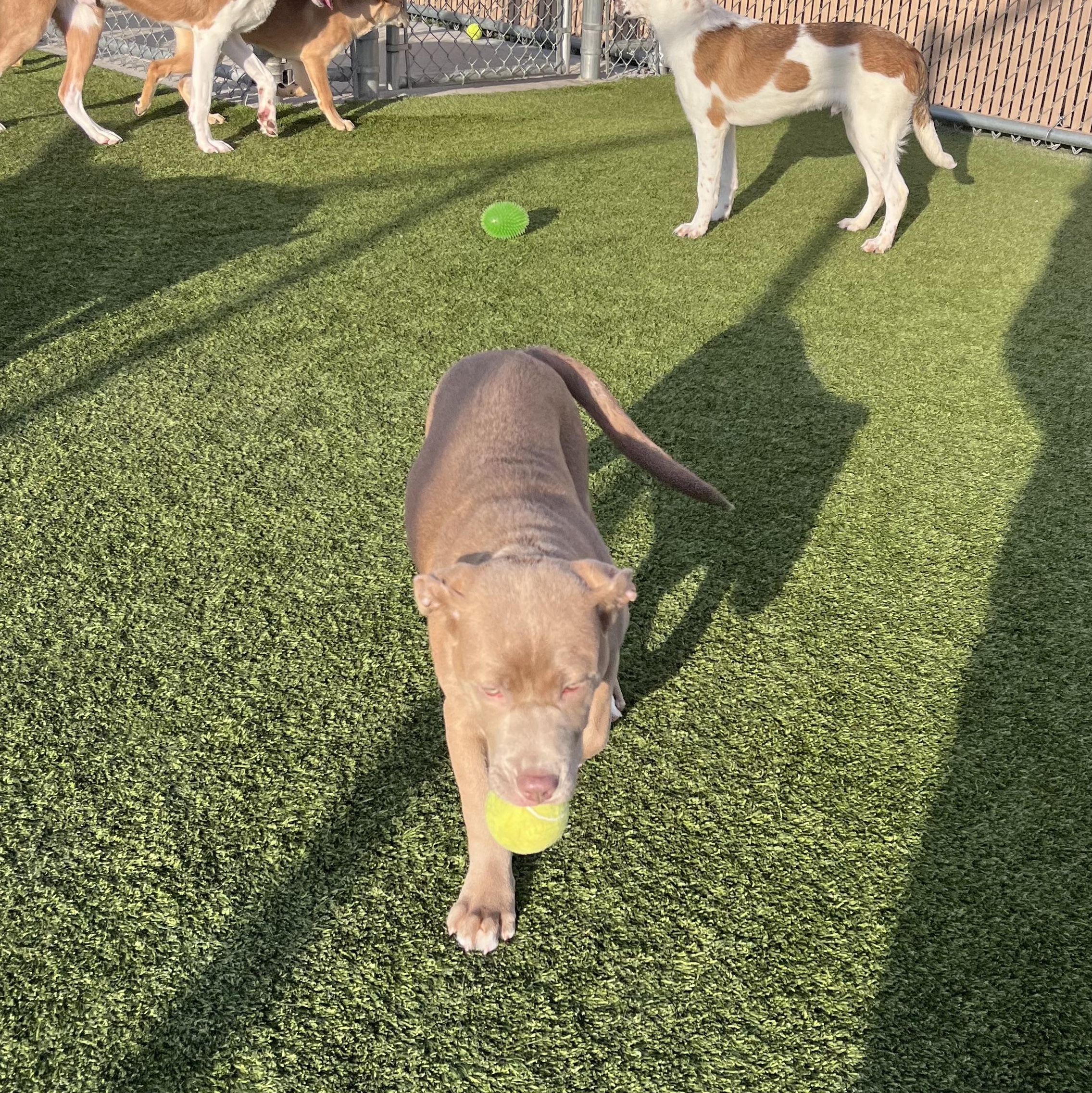 Enlarge Karma , a Adoptable mixed breed in Liberty, MO image 2/3